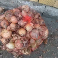 پیازدرجه یک ودرجه یک