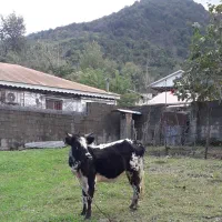 گاولیشه محلی عروسک (قیمت مناسب)