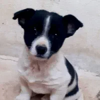 سگ پاپی گوش تیز