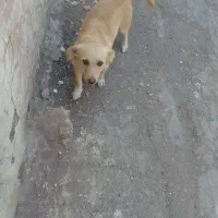 سگ ماده گمشده