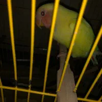 طوطی برزیلی گمشده