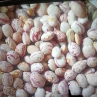 لوبیا چتی و لوبیا قرمز