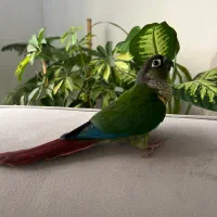 طوطی گرینچیک رد فکتور|پرنده|سعدآباد, |دیوار