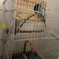پرنده|پرنده|محمدشهر, ولدآباد|دیوار