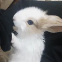 خروش اهلی|موش و خرگوش|الوند, |دیوار