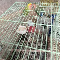 یک جفت طوطی برزیلی