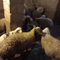 میش و بره|حیوانات مزرعه|صحنه, |دیوار