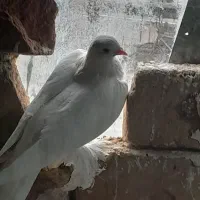 مایا لوتی اغ کبوتر