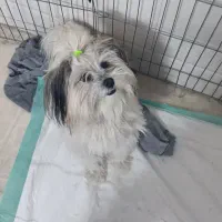 شوا خانم ناز