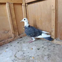 کفتر|پرنده|مرودشت, استادیوم‎|دیوار