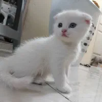 گربه اسکاتیش