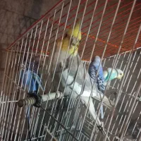 یک عدد طوطی عروس ۳ عدد مرغ عشق|پرنده|رشت, حومه رشت|دیوار