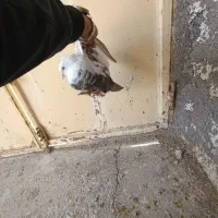 کفتر|پرنده|کرمانشاه, |دیوار