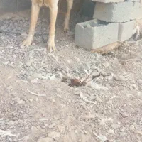 کچ دل خراسانی|سگ|کاخک, |دیوار