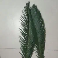 شاخه سیکاس برای گل فروشی و مجالسی|گل و گیاه طبیعی|قائم‌شهر, |دیوار