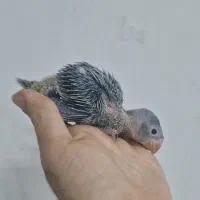 ملنگو سرلاکی تکثیر داخل از دو هفته ای تا چهل روزه