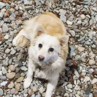 واگذاری سگ پامر سایز ریز