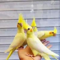 عروس هلندی تازه دونخور