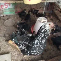 مرغ گلین لری اصل به همراه ۱۰ عدد جوجه مرندی