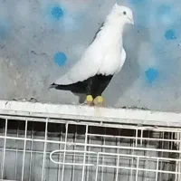 کفتر دمسیاه