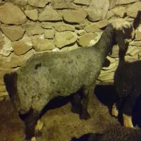 میش معاوضه با بز