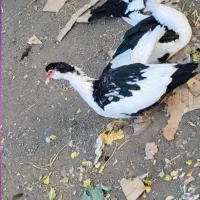 اردک مسکویی|حیوانات مزرعه|جغتای, |دیوار