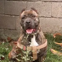 سگ پیتبول ماده آماده