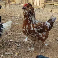 نیمچه،مرغ و خروس گلین،مرندی و گردن لخت|حیوانات مزرعه|ساوه, |دیوار