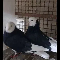 دو  عدد دوکت ماده کاکلی