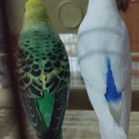 مرغ عشق رنگ خاص روی تخم بشرط|پرنده|مشهد, عبادی|دیوار