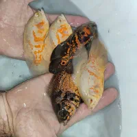 فروش مستقیم ماهی از سالن ( کالر ، اسکار ، آنجل )