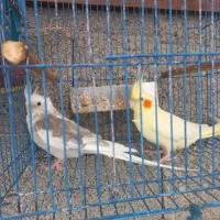 عروس هلندی