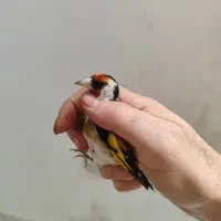 سهره نر سرسیاه و دورگ و کرمونی|پرنده|شیراز, ریاستی|دیوار