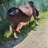 فروش گاو تنکابنی