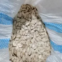 کدو اجیلی لوکس|عمده‌فروشی|اقلید, |دیوار