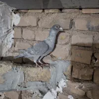 نرماده  زرنگ وپرشی