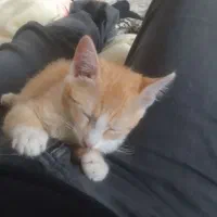 واگذاری گربه