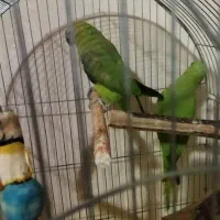 فروش شش عدد عروس هلندی طوطی ملنگو|پرنده|قدس, شهرقدس|دیوار