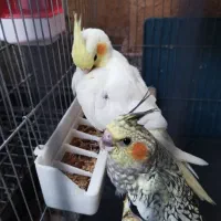 عروس هلندی سخنگو