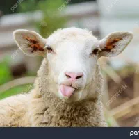 گوسفند پیدا شده