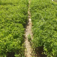 نهال گوجه سیوند داناب