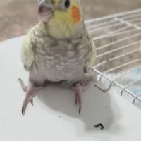 جوجه عروس هلندی