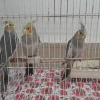 عروس هلندی  نر مست سخنگو