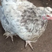 تخم نطفه دار پاپر ریشو کاکلی|حیوانات مزرعه|رشت, پسیخان|دیوار