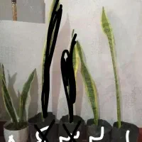 گل شمشیری سانسوریا