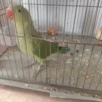 طوطی ملنگو رام رام