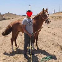 اسب|اسب و تجهیزات اسب‌سواری|قزوین, |دیوار