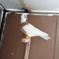 کبوتر،طوق زرد،خال سیاه|پرنده|شیراز, سعدیه شمالی|دیوار