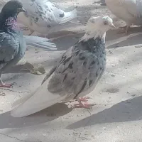 کبوتر شازده کله سیاه|پرنده|قم, انسجام|دیوار