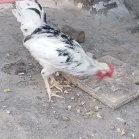 خروس|حیوانات مزرعه|مشهد, شهید معقول|دیوار